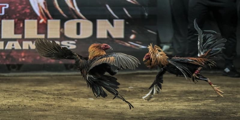 đá gà cựa sắt Lợi ích khi tham gia đá gà cựa sắt EE88